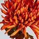 Цветок CRISANTEMA оранжевый