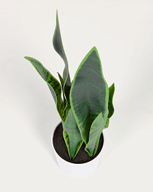 Искусственное растение Sansevieria с белым горшком 55 см