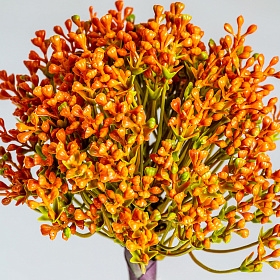 Растение ALLIUM оранжевого цвета