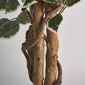 Искусственное растение FICUS