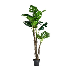 Растение MONSTERA