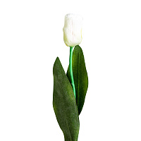 Цветок TULIPAN в белом цвете