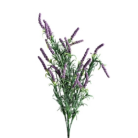 Цветок LAVANDA