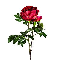 Цветок пиона PEONIA красный
