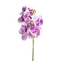 Цветок фиолетового цвета 26423
