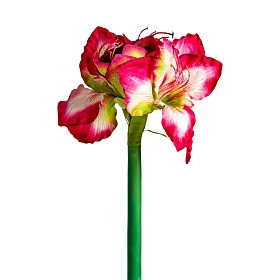 Цветок AMARYLLIS цвет фуксии