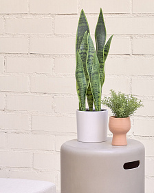 Искусственное растение Sansevieria с белым горшком 55 см