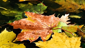 Зеркало Fallen Leaves