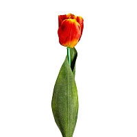 Цветок TULIPAN в оранжевом цвете