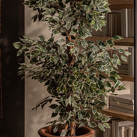 Искусственное растение FICUS