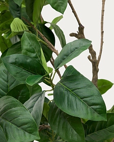 Ficus Искусственное дерево фикус в черном горшке 210 см