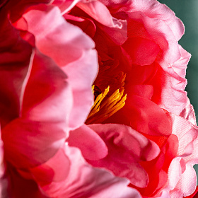 Цветок пиона PEONIA розовый