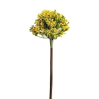 Растение ALLIUM желтого цвета