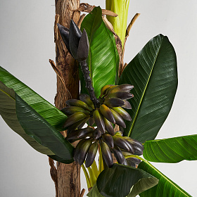 Банановое растение PLATANERO